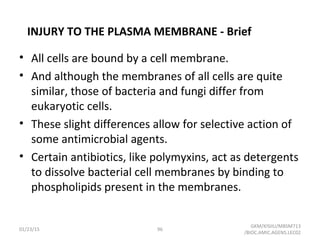 INJURY TO THE PLASMA MEMBRANE - Brief
• All cells are bound by a cell membrane.
• And although the membranes of all cells are quite
similar, those of bacteria and fungi differ from
eukaryotic cells.
• These slight differences allow for selective action of
some antimicrobial agents.
• Certain antibiotics, like polymyxins, act as detergents
to dissolve bacterial cell membranes by binding to
phospholipids present in the membranes.
01/23/15
GKM/KISIIU/MBSM713
/BIOC.AMIC.AGENS.LEC02
96
 