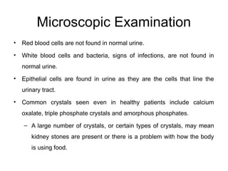Microscopic Examination
• Red blood cells are not found in normal urine.
• White blood cells and bacteria, signs of infections, are not found in
normal urine.
• Epithelial cells are found in urine as they are the cells that line the
urinary tract.
• Common crystals seen even in healthy patients include calcium
oxalate, triple phosphate crystals and amorphous phosphates.
– A large number of crystals, or certain types of crystals, may mean
kidney stones are present or there is a problem with how the body
is using food.
 