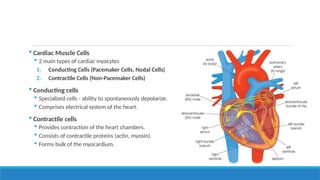 Lecture 02 - Basics of Cardiac Electrophysiology.pptx