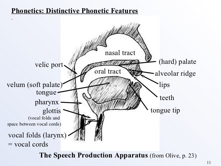 Phonetics teeth diagram name 
