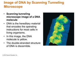 © 2018 Pearson Education, Inc.
Image of DNA by Scanning Tunneling
Microscope
• Scanning tunneling
microscope image of a DNA
molecule
• DNA is the hereditary material
that encodes the operating
instructions for most cells in
living organisms.
• In this image, the DNA
molecule is yellow.
• The double-stranded structure
of DNA is discernible.
 