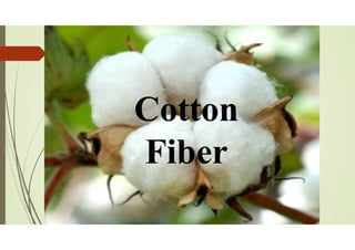 Cotton
Fiber
Cotton
Fiber
 