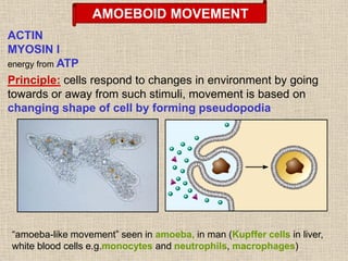 Lecture 03-cytoskeleton, movement 2021.pdf