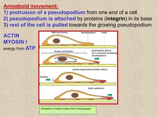 Lecture 03-cytoskeleton, movement 2021.pdf