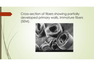 Cross-section of fibers showing partially
developed primary walls, immature fibers
(SEM).
 