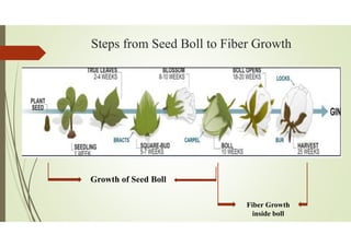 Steps from Seed Boll to Fiber Growth
Growth of Seed Boll
Fiber Growth
inside boll
 