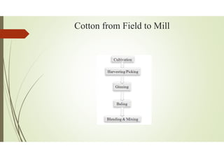 Cotton from Field to Mill
 