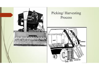Picking/ Harvesting
Process
 