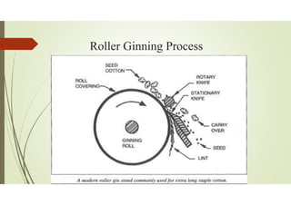 Roller Ginning Process
 