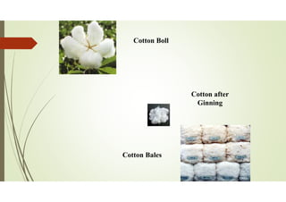 Cotton Boll
Cotton after
Ginning
Cotton Bales
 