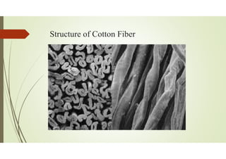 Structure of Cotton Fiber
 
