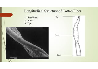 Longitudinal Structure of Cotton Fiber
Tip
Body
Base
1. Base/Root
2. Body
3. Tip
 