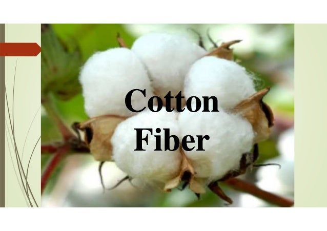 Cotton Fiber