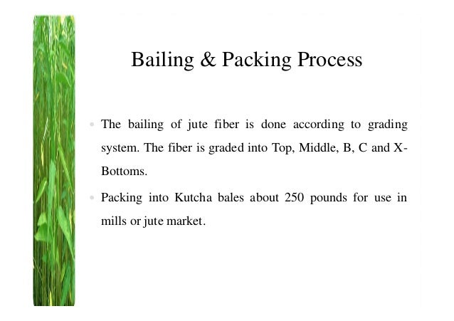 Jute fiber