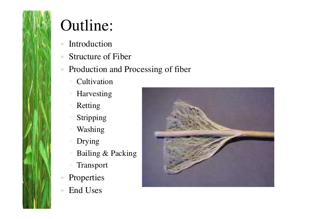 Jute fiber
