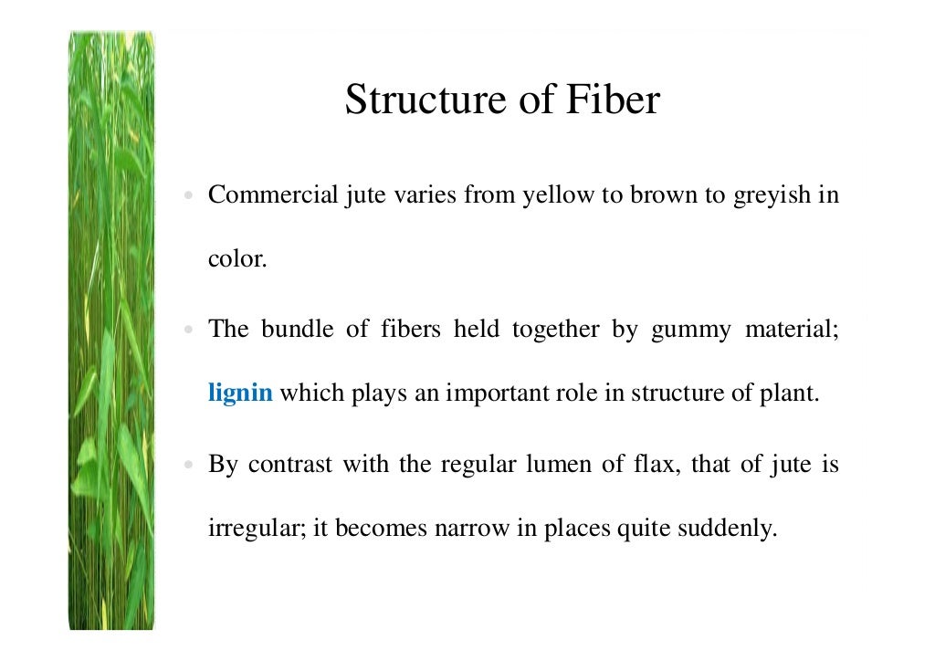 Jute fiber