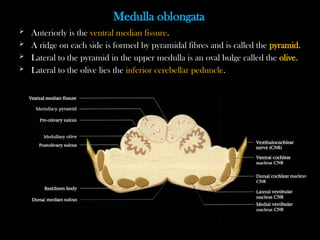 Ventral Ridging Radiological anatomy of the brain2.pptx