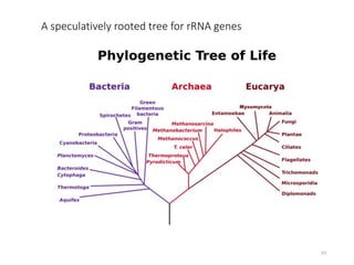 A speculatively rooted tree for rRNA genes
23
 