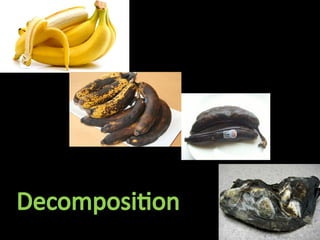 Introduction Organic matter decomposition | PPTX
