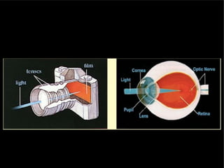 Understanding Normal and Abnormal Eye Vision and Refractive Errors | PDF