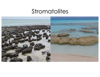 Stromatolites
 