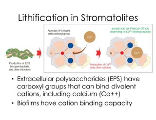 Lithification in Stromatolites
• Extracellular polysaccharides (EPS) have
carboxyl groups that can bind divalent
cations, including calcium (Ca++)
• Biofilms have cation binding capacity
 