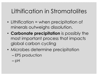 Lithification in Stromatolites
• Lithification = when precipitation of
minerals outweighs dissolution.
• Carbonate precipitation is possibly the
most important process that impacts
global carbon cycling
• Microbes determine precipitation
– EPS production
– pH
 