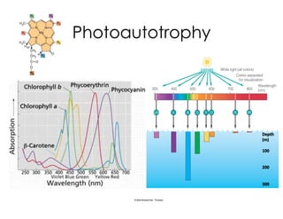 Photoautotrophy
Depth
(m)
100
200
300
 