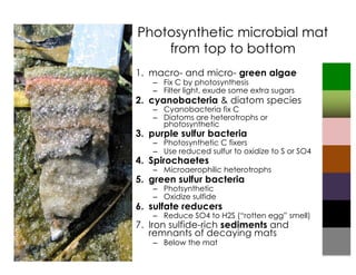 Photosynthetic microbial mat
from top to bottom
1. macro- and micro- green algae
– Fix C by photosynthesis
– Filter light, exude some extra sugars
2. cyanobacteria & diatom species
– Cyanobacteria fix C
– Diatoms are heterotrophs or
photosynthetic
3. purple sulfur bacteria
– Photosynthetic C fixers
– Use reduced sulfur to oxidize to S or SO4
4. Spirochaetes
– Microaerophilic heterotrophs
5. green sulfur bacteria
– Photsynthetic
– Oxidize sulfide
6. sulfate reducers
– Reduce SO4 to H2S (“rotten egg” smell)
7. Iron sulfide-rich sediments and
remnants of decaying mats
– Below the mat
 
