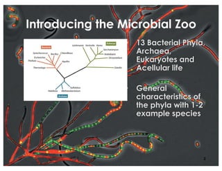 Introducing the Microbial Zoo
• 13 Bacterial Phyla,
Archaea,
Eukaryotes and
Acellular life
• General
characteristics of
the phyla with 1-2
example species
2
 
