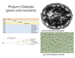 Phylum Chlorobi
(green sulfur bacteria)
Fig. 9.9 Chlorobium tempidum
Fig. 9.10 Chlorobium limicola
 