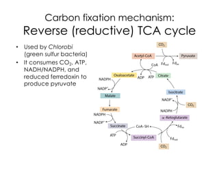 Carbon fixation mechanism:
Reverse (reductive) TCA cycle
• Used by Chlorobi
(green sulfur bacteria)
• It consumes CO2, ATP,
NADH/NADPH, and
reduced ferredoxin to
produce pyruvate
 
