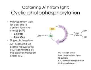 Obtaining ATP from light:
Cyclic photophosphorylation
• Most common way
for bacteria to
convert light into
energy (ATP)
– Chlorobi
– Chloroflexi
• Single photosystem
• ATP produced via
proton motive force
(PMF) generated by
the electron transport
chain (ETC)
RC, reaction center
Bph, bacteriopheophytin
Q, quinone
ETC, electron transport chain
CytC, cytochrome c
 