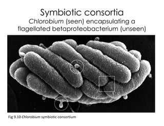 Symbiotic consortia
Chlorobium (seen) encapsulating a
flagellated betaproteobacterium (unseen)
Fig 9.10 Chlorobium symbiotic consortium
 