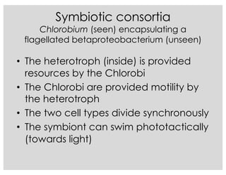 Symbiotic consortia
Chlorobium (seen) encapsulating a
flagellated betaproteobacterium (unseen)
• The heterotroph (inside) is provided
resources by the Chlorobi
• The Chlorobi are provided motility by
the heterotroph
• The two cell types divide synchronously
• The symbiont can swim phototactically
(towards light)
 