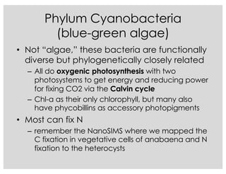 Phylum Cyanobacteria
(blue-green algae)
• Not “algae,” these bacteria are functionally
diverse but phylogenetically closely related
– All do oxygenic photosynthesis with two
photosystems to get energy and reducing power
for fixing CO2 via the Calvin cycle
– Chl-a as their only chlorophyll, but many also
have phycobillins as accessory photopigments
• Most can fix N
– remember the NanoSIMS where we mapped the
C fixation in vegetative cells of anabaena and N
fixation to the heterocysts
 