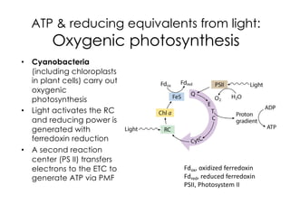 ATP & reducing equivalents from light:
Oxygenic photosynthesis
• Cyanobacteria
(including chloroplasts
in plant cells) carry out
oxygenic
photosynthesis
• Light activates the RC
and reducing power is
generated with
ferredoxin reduction
• A second reaction
center (PS II) transfers
electrons to the ETC to
generate ATP via PMF
Fdox, oxidized ferredoxin
Fdred, reduced ferredoxin
PSII, Photosystem II
 