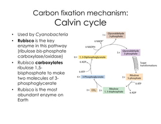 Carbon fixation mechanism:
Calvin cycle
• Used by Cyanobacteria
• Rubisco is the key
enzyme in this pathway
(ribulose bis-phosphate
carboxylase/oxidase)
• Rubisco carboxylates
ribulose 1,5-
bisphosphate to make
two molecules of 3-
phosphoglycerate
• Rubisco is the most
abundant enzyme on
Earth
 