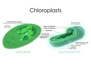Chloroplasts
 