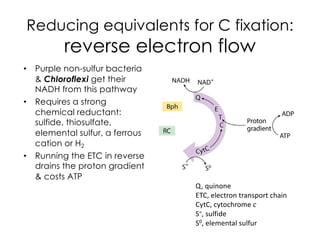 Reducing equivalents for C fixation:
reverse electron flow
• Purple non-sulfur bacteria
& Chloroflexi get their
NADH from this pathway
• Requires a strong
chemical reductant:
sulfide, thiosulfate,
elemental sulfur, a ferrous
cation or H2
• Running the ETC in reverse
drains the proton gradient
& costs ATP
Q, quinone
ETC, electron transport chain
CytC, cytochrome c
S=, sulfide
S0, elemental sulfur
 