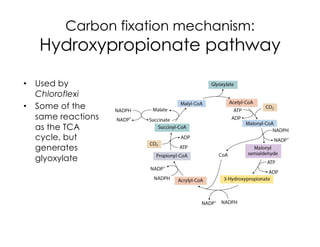 Carbon fixation mechanism:
Hydroxypropionate pathway
• Used by
Chloroflexi
• Some of the
same reactions
as the TCA
cycle, but
generates
glyoxylate
 