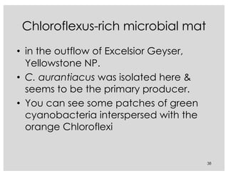 Chloroflexus-rich microbial mat
• in the outflow of Excelsior Geyser,
Yellowstone NP.
• C. aurantiacus was isolated here &
seems to be the primary producer.
• You can see some patches of green
cyanobacteria interspersed with the
orange Chloroflexi
38
 
