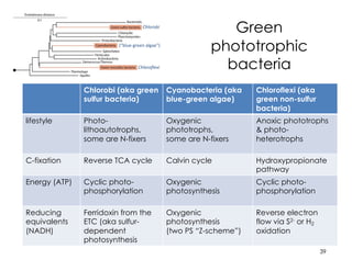 Green
phototrophic
bacteria
Chlorobi (aka green
sulfur bacteria)
Cyanobacteria (aka
blue-green algae)
Chloroflexi (aka
green non-sulfur
bacteria)
lifestyle Photo-
lithoautotrophs,
some are N-fixers
Oxygenic
phototrophs,
some are N-fixers
Anoxic phototrophs
& photo-
heterotrophs
C-fixation Reverse TCA cycle Calvin cycle Hydroxypropionate
pathway
Energy (ATP) Cyclic photo-
phosphorylation
Oxygenic
photosynthesis
Cyclic photo-
phosphorylation
Reducing
equivalents
(NADH)
Ferridoxin from the
ETC (aka sulfur-
dependent
photosynthesis
Oxygenic
photosynthesis
(two PS “Z-scheme”)
Reverse electron
flow via S2- or H2
oxidation
39
Chlorobi
Chloroflexi
(“blue-green algae”)
 