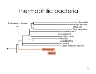 Thermophilic bacteria
42
 