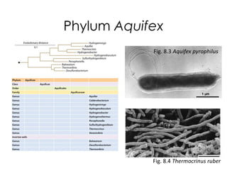 Phylum Aquifex
Fig. 8.3 Aquifex pyrophilus
Fig. 8.4 Thermocrinus ruber
 