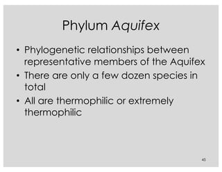 Phylum Aquifex
• Phylogenetic relationships between
representative members of the Aquifex
• There are only a few dozen species in
total
• All are thermophilic or extremely
thermophilic
45
 