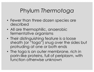 Phylum Thermotoga
• Fewer than three dozen species are
described
• All are thermophilic, anaerobic
fermentative organisms
• Their distinguishing feature is a loose
sheath (or “toga”) snug over the sides but
protruding at one or both ends
• The toga is an outer membrane, rich in
porin-like proteins, full of periplasm, with
function otherwise unknown
 