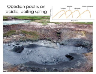 Obsidian pool is an
acidic, boiling spring
 