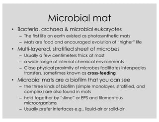 Microbial mat
• Bacteria, archaea & microbial eukaryotes
– The first life on earth existed as photosynthetic mats
– Mats are food and encouraged evolution of “higher” life
• Multi-layered, stratified sheet of microbes
– Usually a few centimeters thick at most
– a wide range of internal chemical environments
– Close physical proximity of microbes facilitates interspecies
transfers, sometimes known as cross-feeding
• Microbial mats are a biofilm that you can see
– the three kinds of biofilm (simple monolayer, stratified, and
complex) are also found in mats
– held together by “slime” or EPS and filamentous
microorganisms
– Usually prefer interfaces e.g., liquid-air or solid-air
 