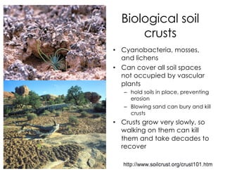 Biological soil
crusts
• Cyanobacteria, mosses,
and lichens
• Can cover all soil spaces
not occupied by vascular
plants
– hold soils in place, preventing
erosion
– Blowing sand can bury and kill
crusts
• Crusts grow very slowly, so
walking on them can kill
them and take decades to
recover
 